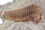 Ordovician Trilobite (Placoparia) Fossil - Morocco #216590-2